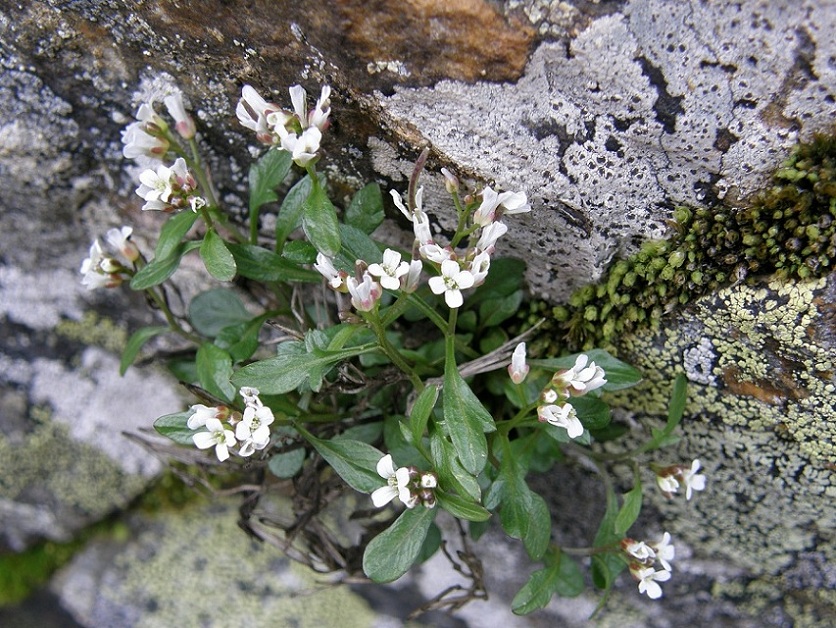 Cardamine resedifolia ?